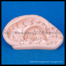 Message Acupuncture Ear Model (M-3-13)